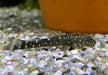 Ceara-Zwerg-Otocinclus - Parotocinclus cearensis