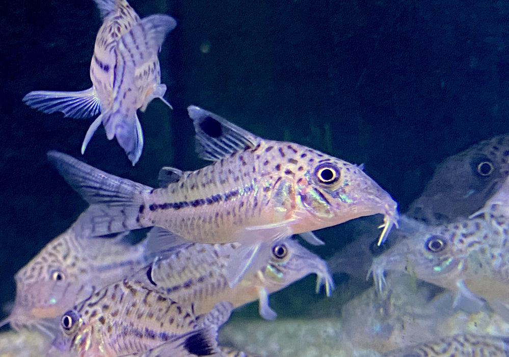 NEU - Leopard-Panzerwels - Corydoras leopardus