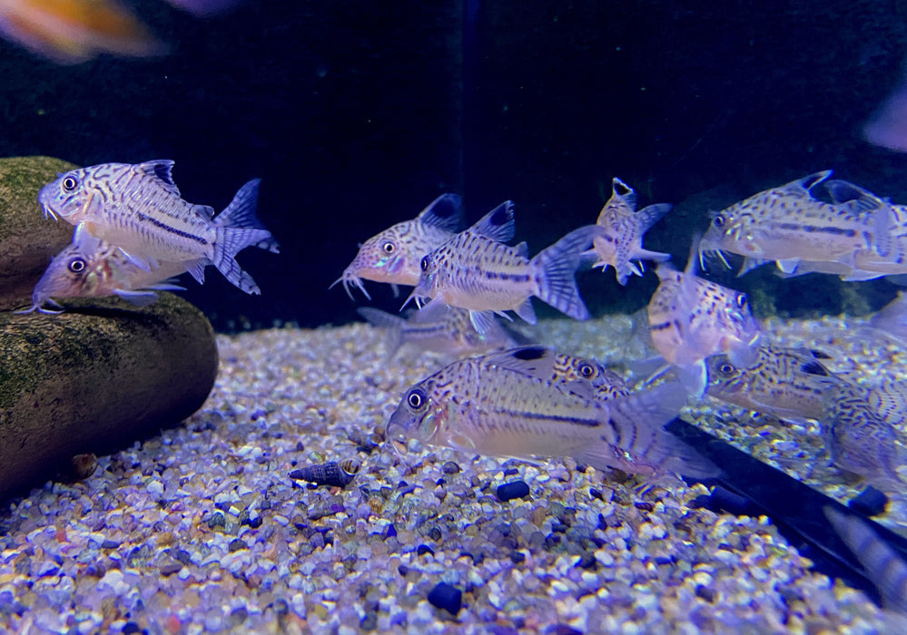 NEU - Leopard-Panzerwels - Corydoras leopardus