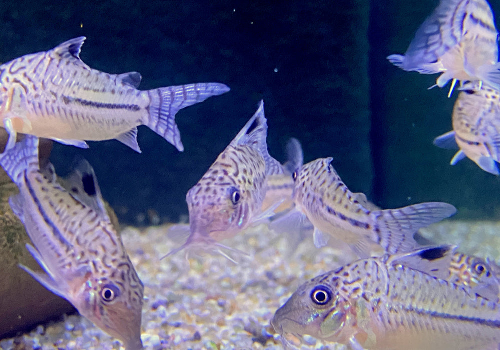 NEU - Leopard-Panzerwels - Corydoras leopardus