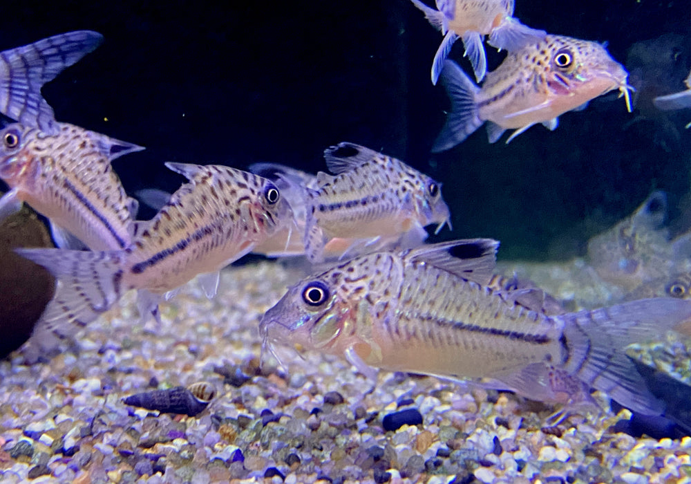 NEU - Leopard-Panzerwels - Corydoras leopardus