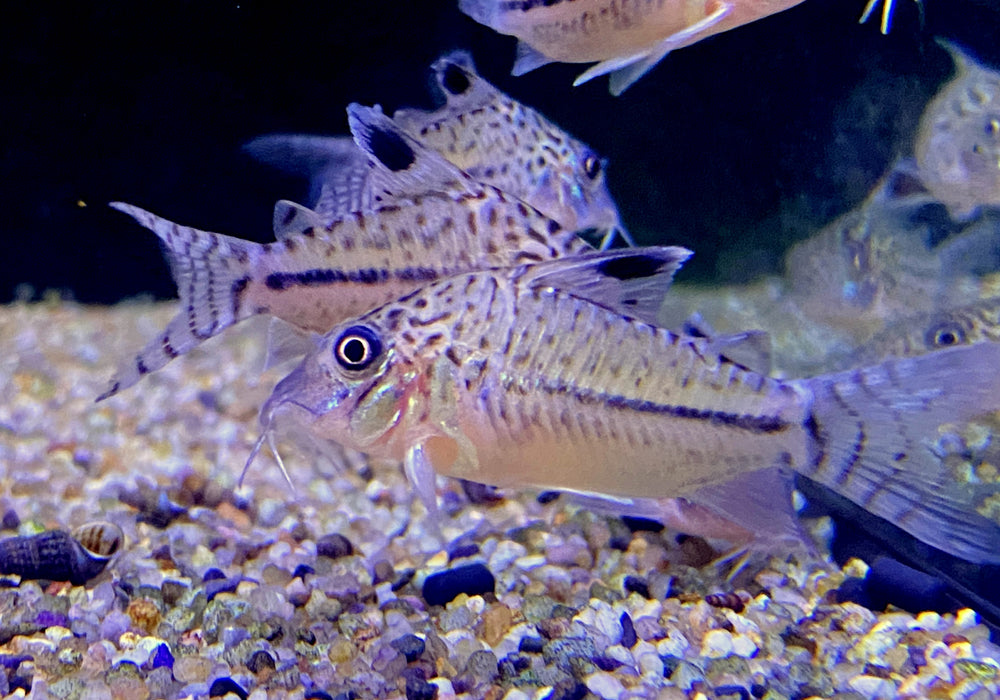 NEU - Leopard-Panzerwels - Corydoras leopardus