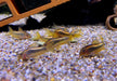 CW10 Panzerwels "Redline" - Corydoras CW10 Redline