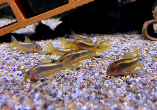 CW10 Panzerwels "Redline" - Corydoras CW10 Redline