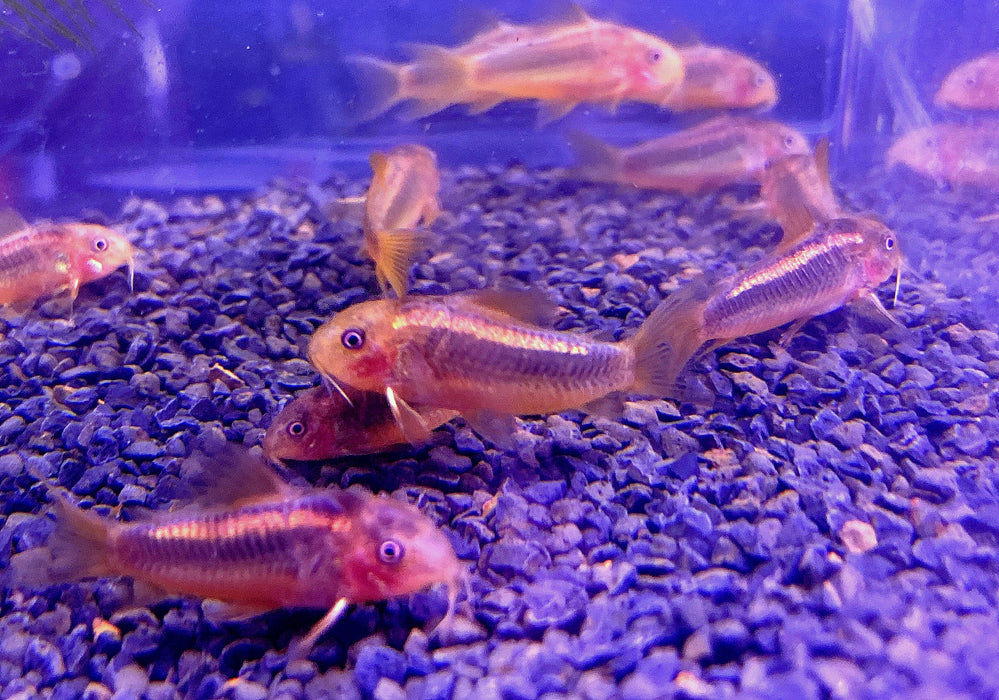 CW10 Panzerwels "Redline" - Corydoras CW10 Redlline