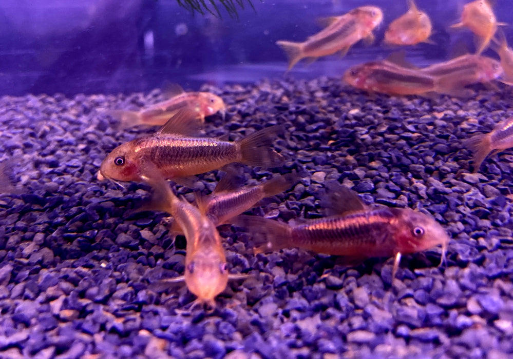 CW10 Panzerwels "Redline" - Corydoras CW10 Redlline