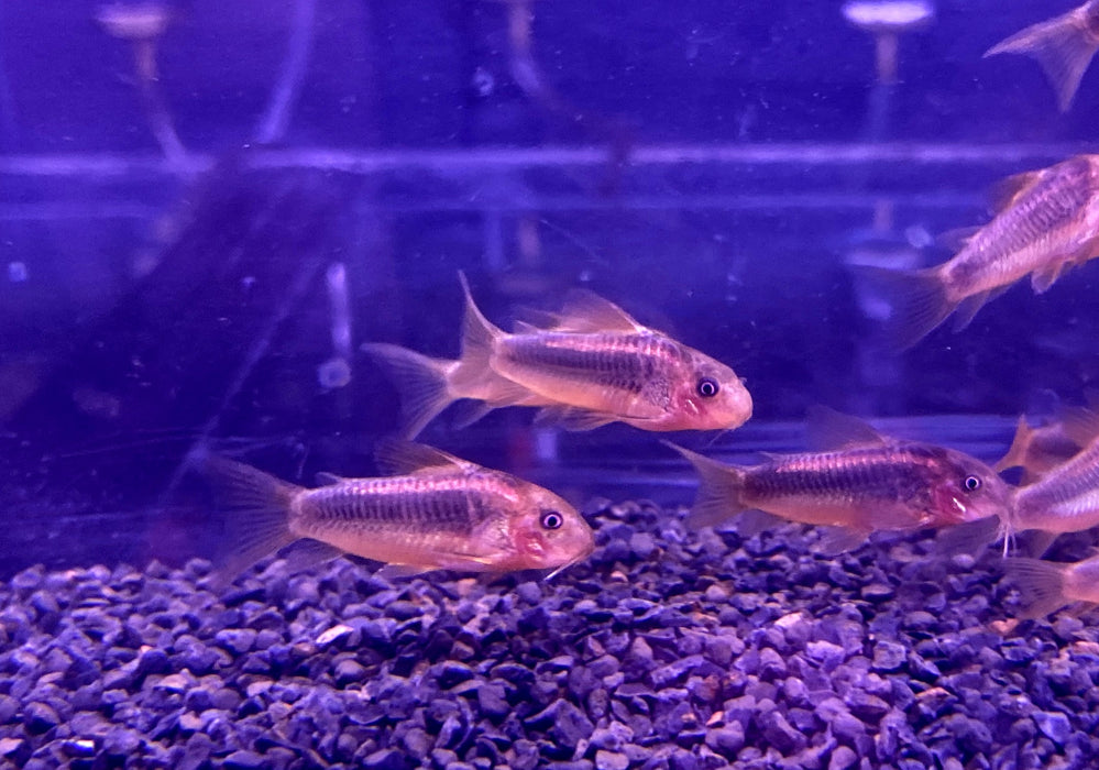 CW10 Panzerwels "Redline" - Corydoras CW10 Redlline