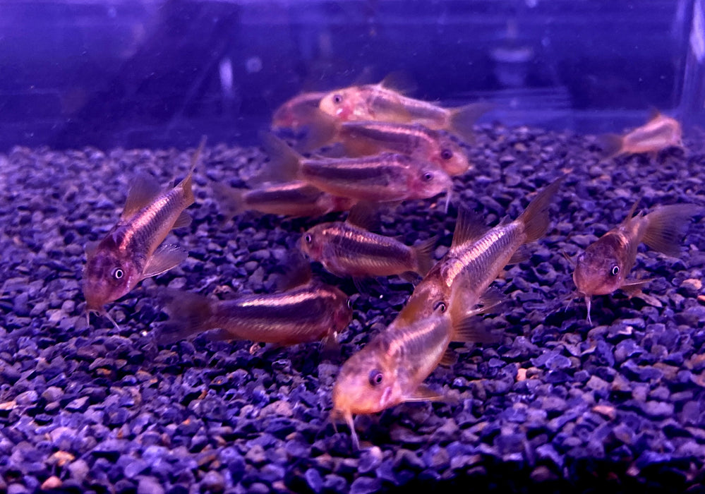 CW10 Panzerwels "Redline" - Corydoras CW10 Redlline