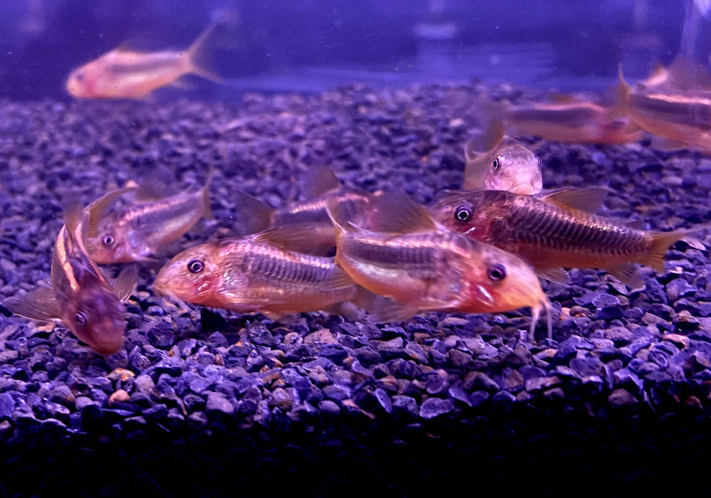 CW10 Panzerwels "Redline" - Corydoras CW10 Redlline