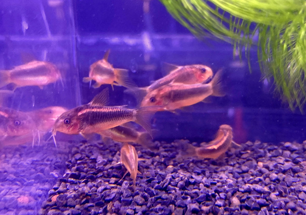 CW10 Panzerwels "Redline" - Corydoras CW10 Redlline