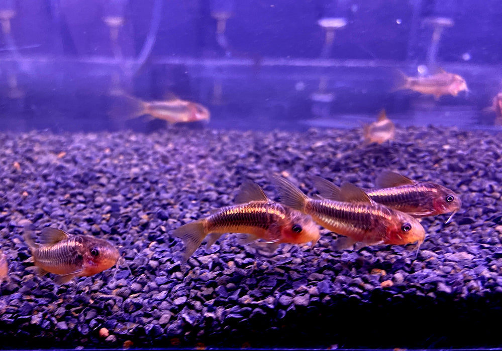 CW10 Panzerwels "Redline" - Corydoras CW10 Redlline