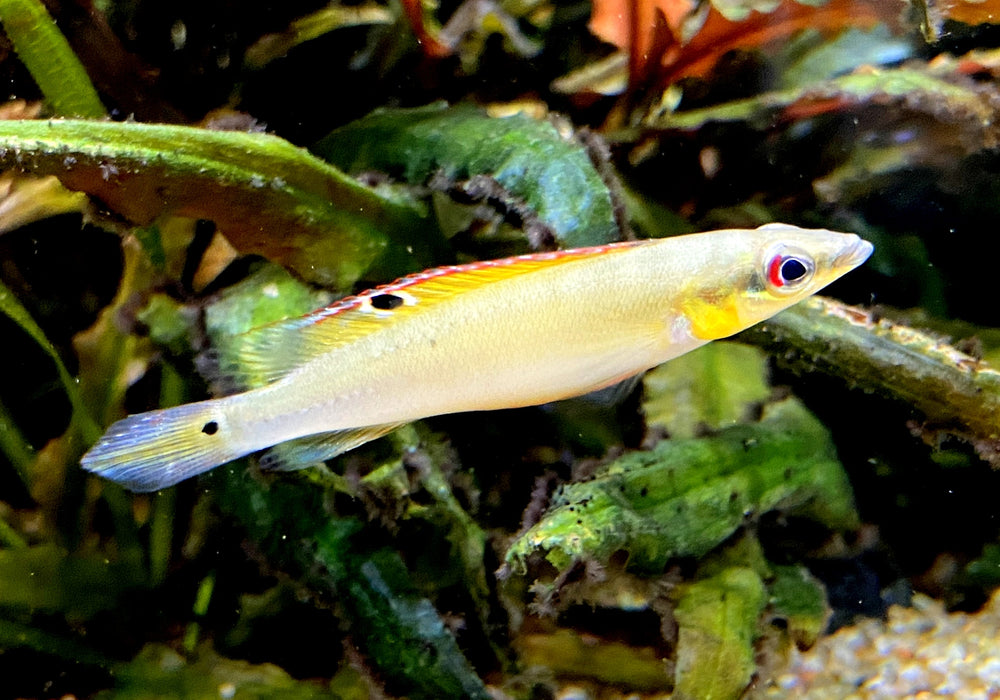 Regans Zwerghechtbuntbarsch, RIO TAPAJOS - Crenicichla regani