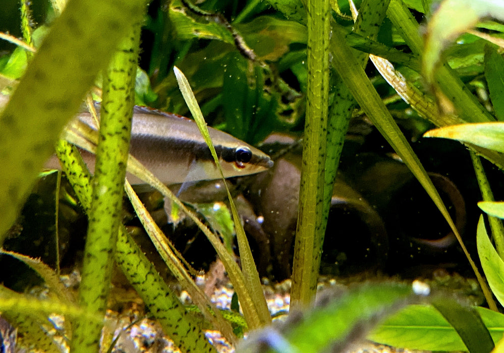 Regans Zwerghechtbuntbarsch, RIO TAPAJOS - Crenicichla regani