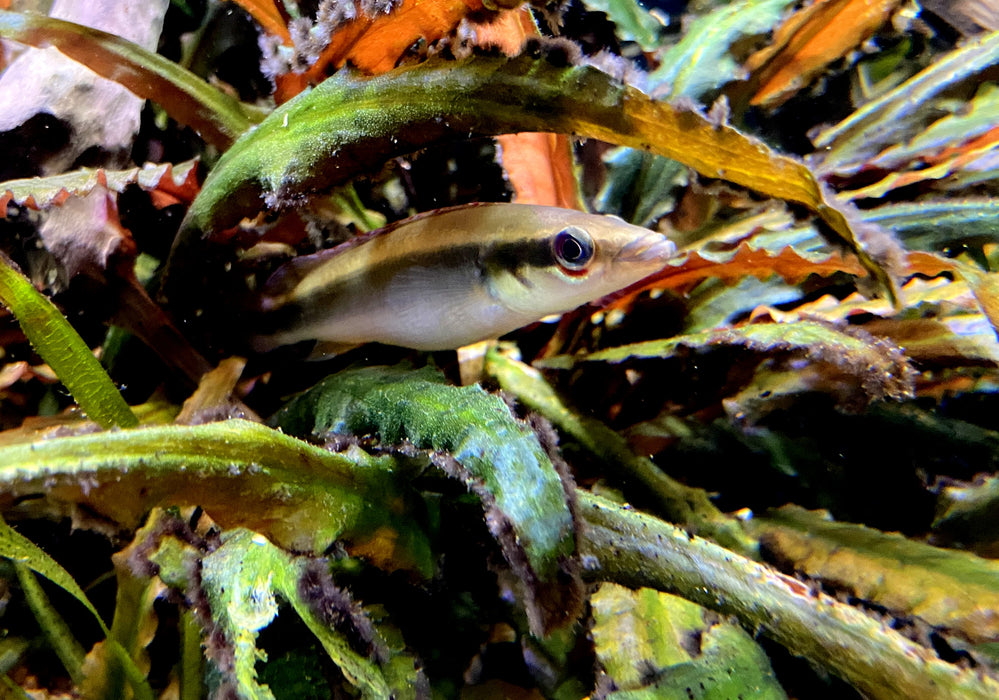 Regans Zwerghechtbuntbarsch, RIO TAPAJOS - Crenicichla regani