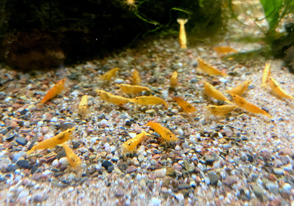 Crested Creme Garnele - Neocaridina davidi