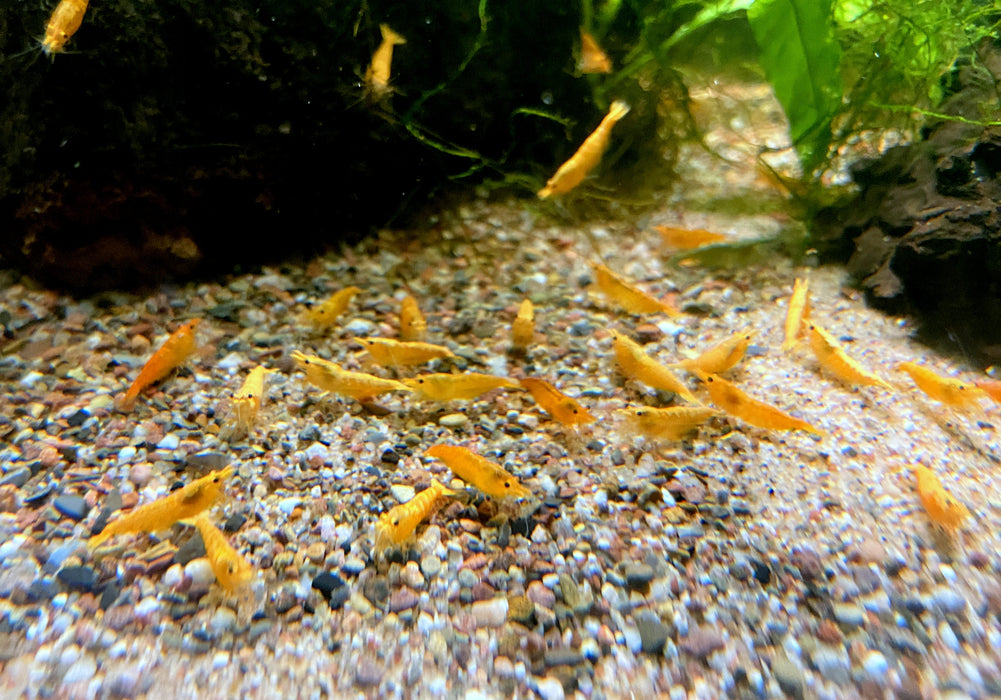 Crested Creme Garnele - Neocaridina davidi