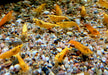 Crested Creme Garnele - Neocaridina davidi