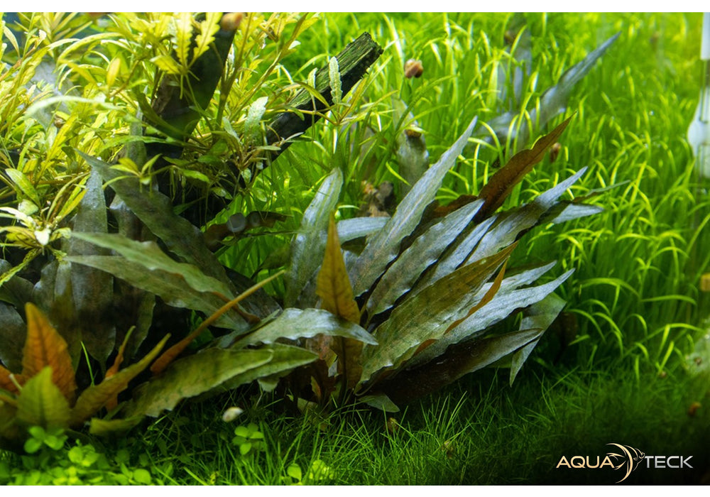 Cryptocoryne beckettii 'Petchii'