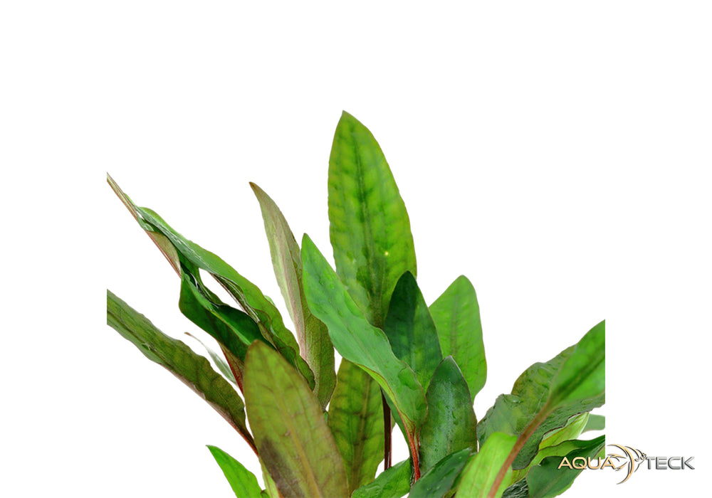 Cryptocoryne beckettii 'Petchii'