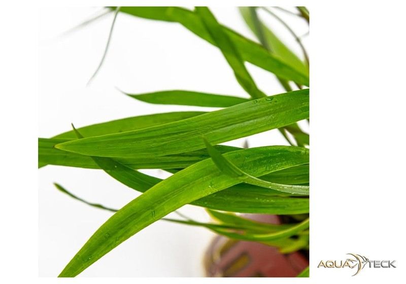 Cryptocoryne spiralis 'Red' aqua-teck