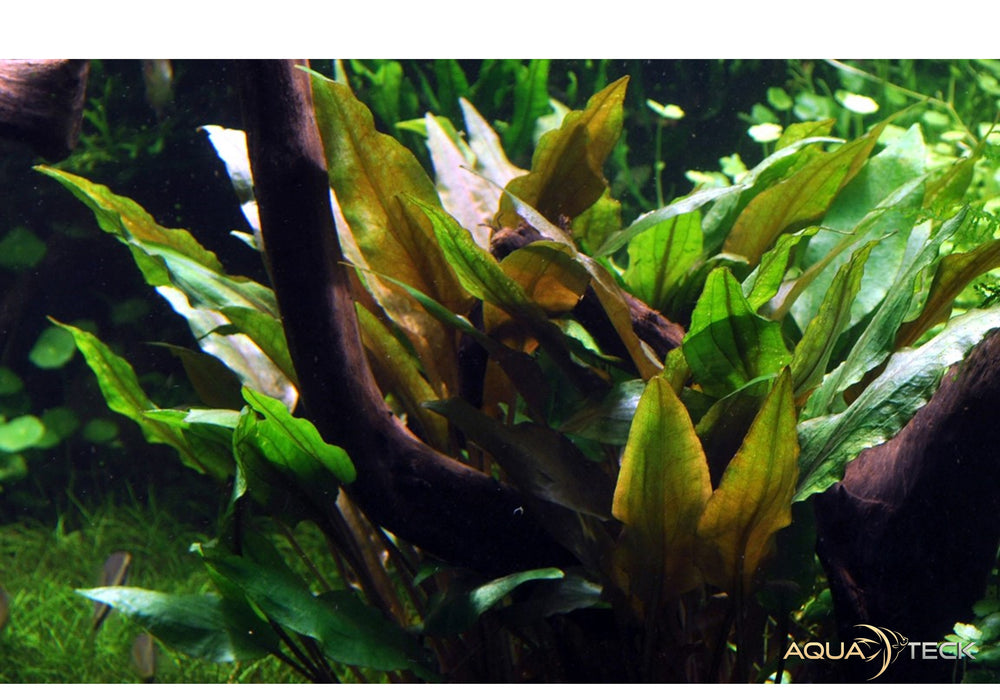 Cryptocoryne undulata 'Broad Leaf' (InVitro)