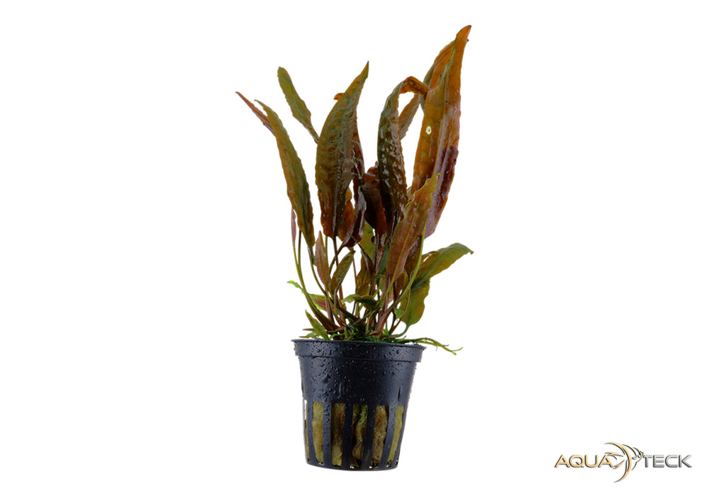 Cryptocoryne usteriana