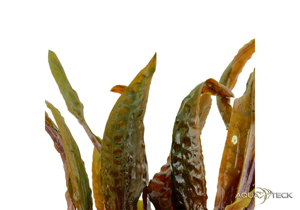 Cryptocoryne usteriana