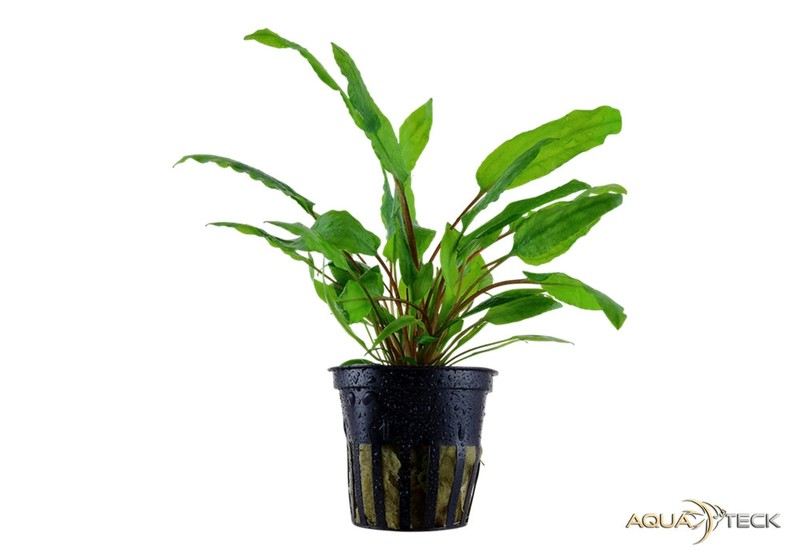 Cryptocoryne wendtii 'Green' aqua-teck
