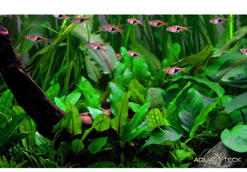 Cryptocoryne wendtii 'Green' aqua-teck