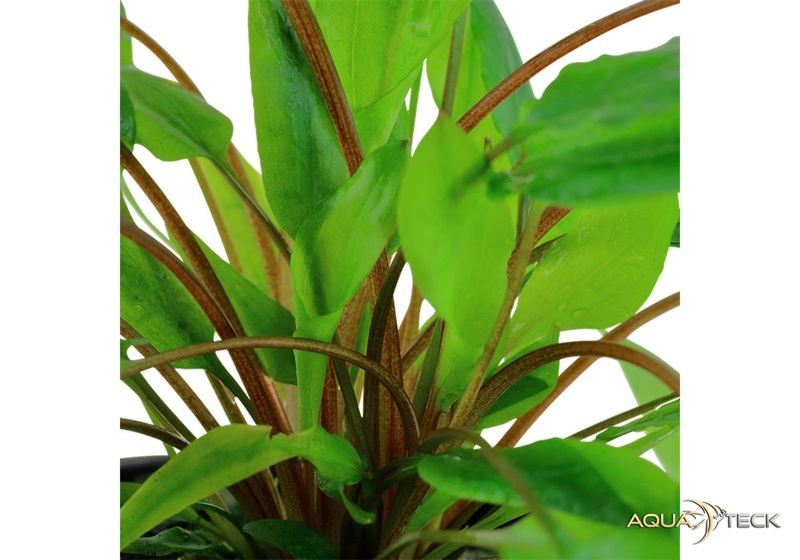 Cryptocoryne wendtii 'Green' aqua-teck
