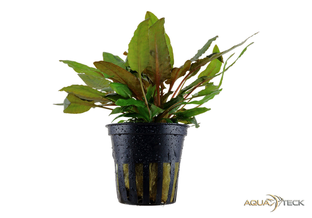 Cryptocoryne wendtii 'Tropica'