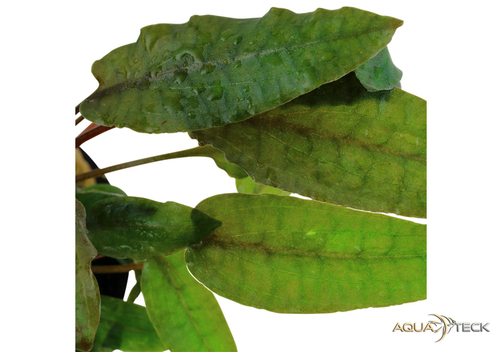 Cryptocoryne wendtii 'Tropica'