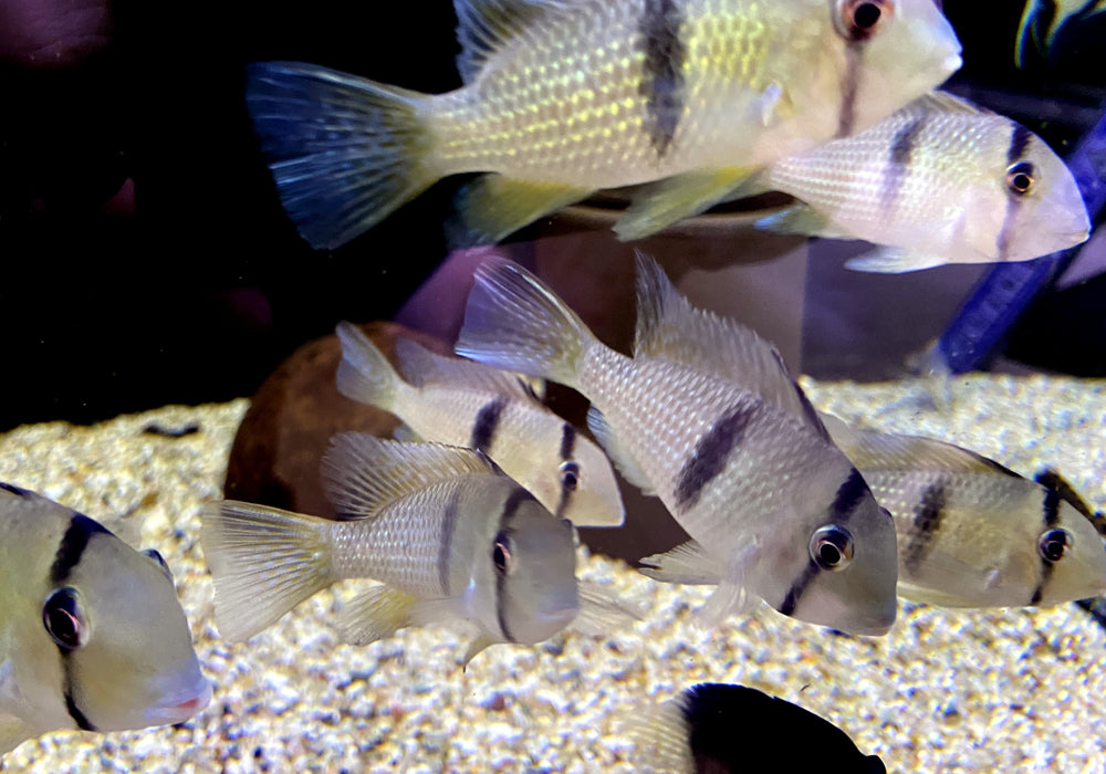 Dacrya-Sattelfleckbuntbarsch (L) - Guianacara dacrya