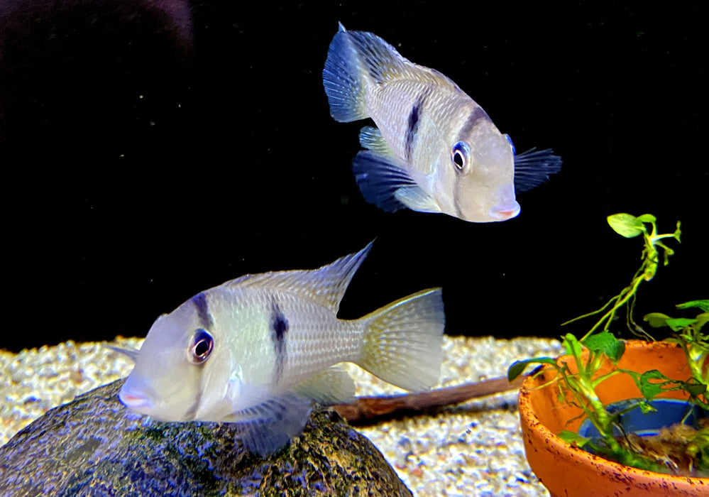 Dacrya-Sattelfleckbuntbarsch (L) - Guianacara dacrya