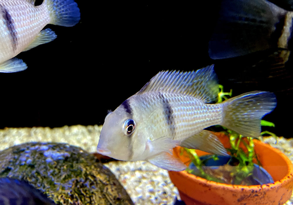 Dacrya-Sattelfleckbuntbarsch (L) - Guianacara dacrya