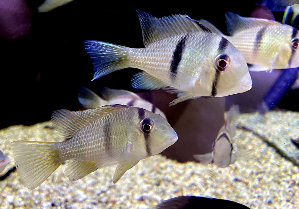 Dacrya-Sattelfleckbuntbarsch (L) - Guianacara dacrya