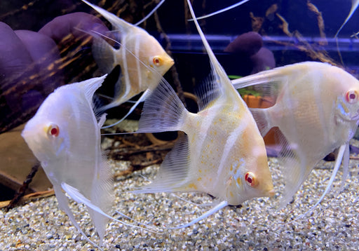 Dantum Albino Skalar - Pterophyllum scalare