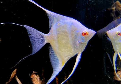 Dantum Albino Skalar - Pterophyllum scalare