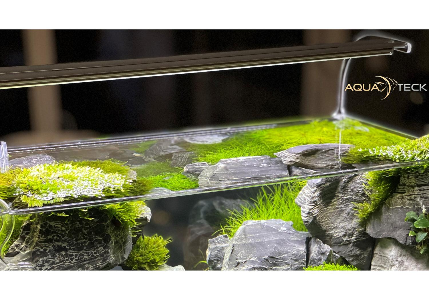 Welches LED-System passt zu Ihrem Aquarium-Projekt?