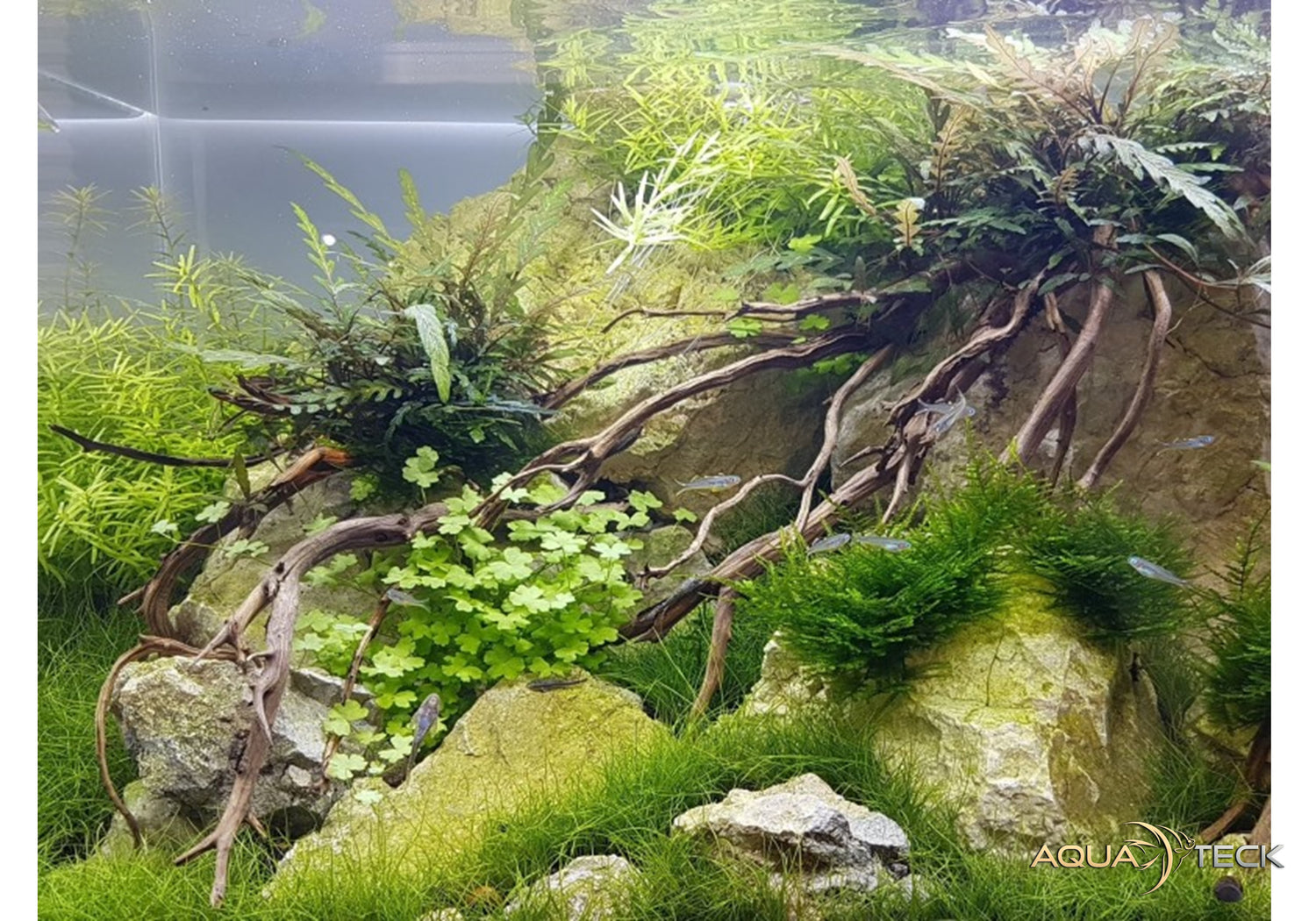 Premium-Beleuchtung für anspruchsvolle Aquarianer