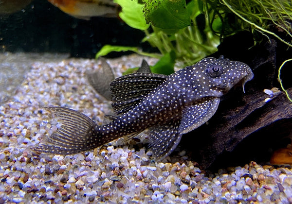 L136 b - Demini-Engelsharnischwels L - Hypancistrus sp aqua-teck