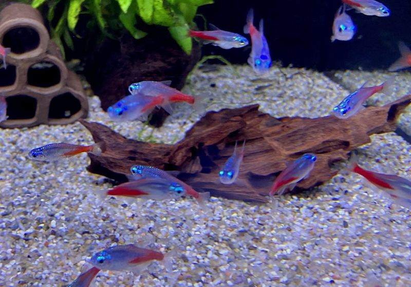 Diamant Neontetra - Paracheirodon innesi diamant