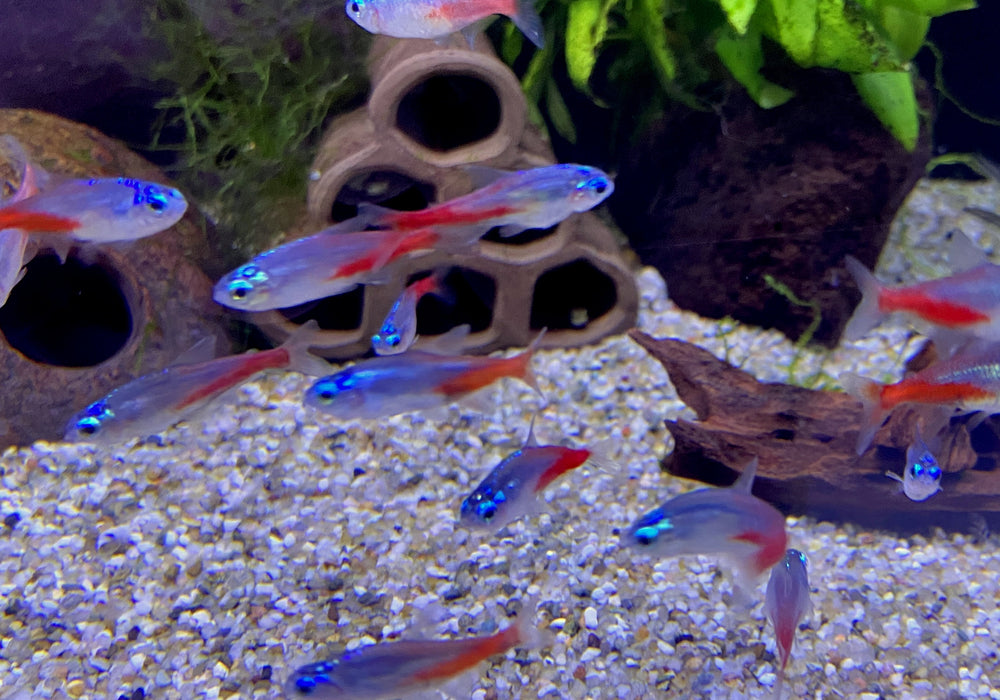 Diamant Neontetra - Paracheirodon innesi diamant