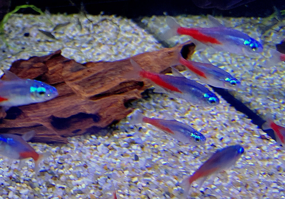 Diamant Neontetra - Paracheirodon innesi diamant