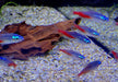 Diamant Neontetra - Paracheirodon innesi diamant