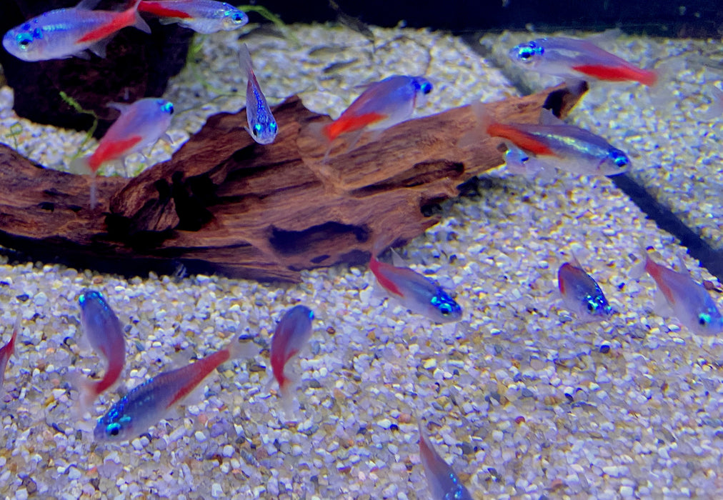 Diamant Neontetra - Paracheirodon innesi diamant