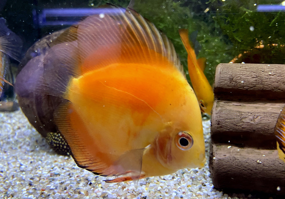 SONDERPREIS - Diskus-MIX 'Yellow & Pigeon' - Symphysodon aequifasciatus