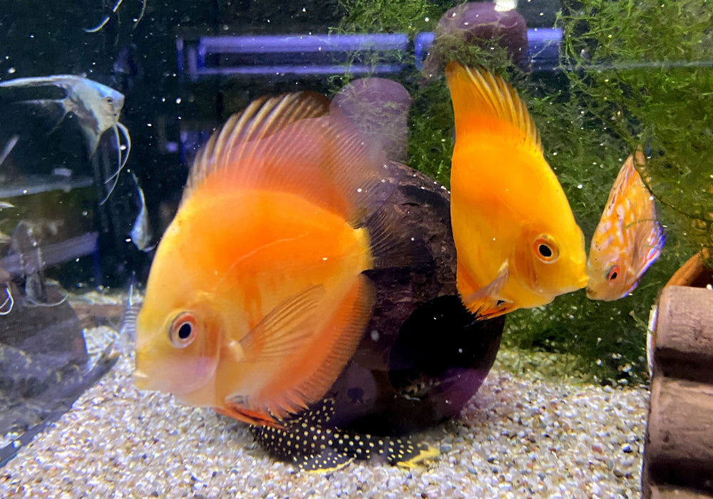 SONDERPREIS - Diskus-MIX 'Yellow & Pigeon' - Symphysodon aequifasciatus