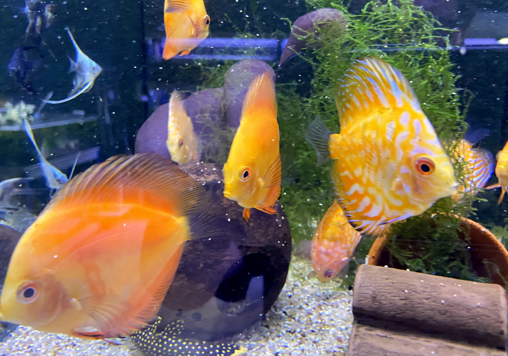 SONDERPREIS - Diskus-MIX 'Yellow & Pigeon' - Symphysodon aequifasciatus