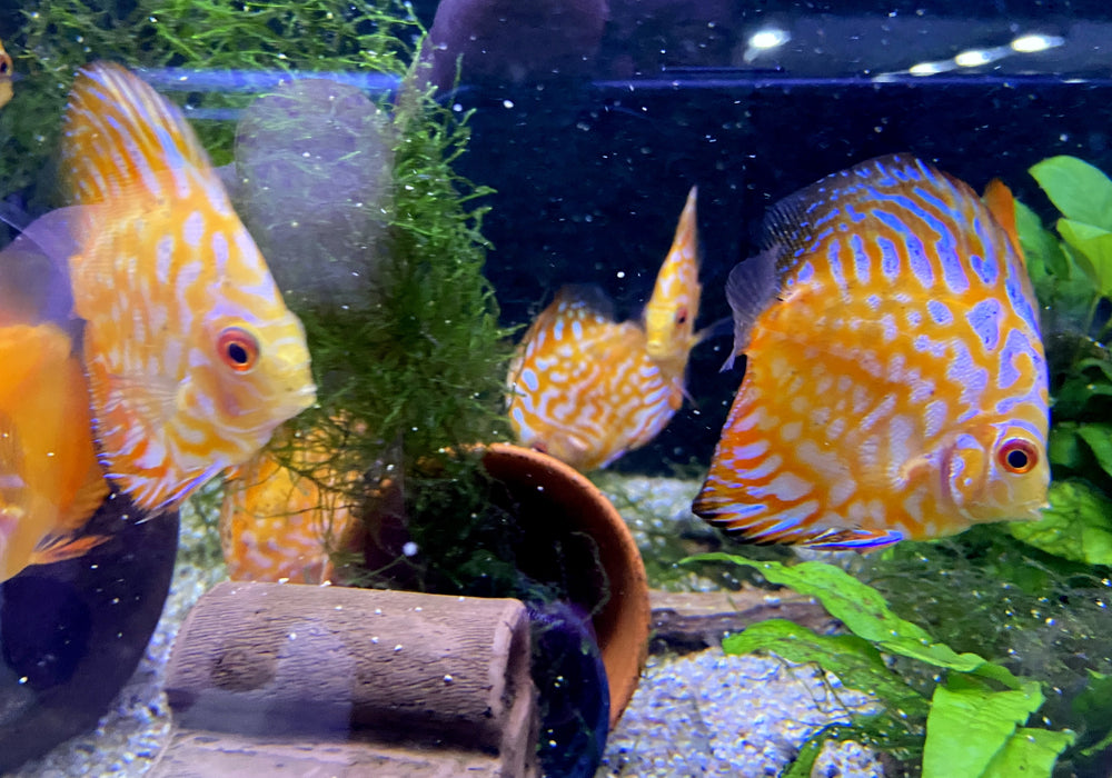 SONDERPREIS - Diskus-MIX 'Yellow & Pigeon' - Symphysodon aequifasciatus